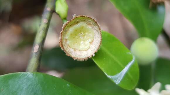 Image of Eupomatia laurina R. Br.