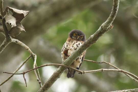 Image of Red-chested Owlet