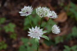 Imagem de Astrantia major subsp. major