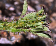 Image of Aphid