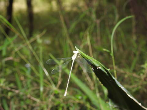 Imagem de Lestes elatus Hagen ex Selys 1862