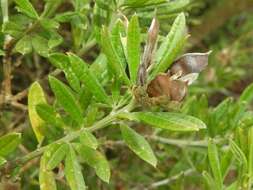 Image of <i>Genista linifolia</i> subsp. <i>pallida</i> (Poir.) P. Hanelt