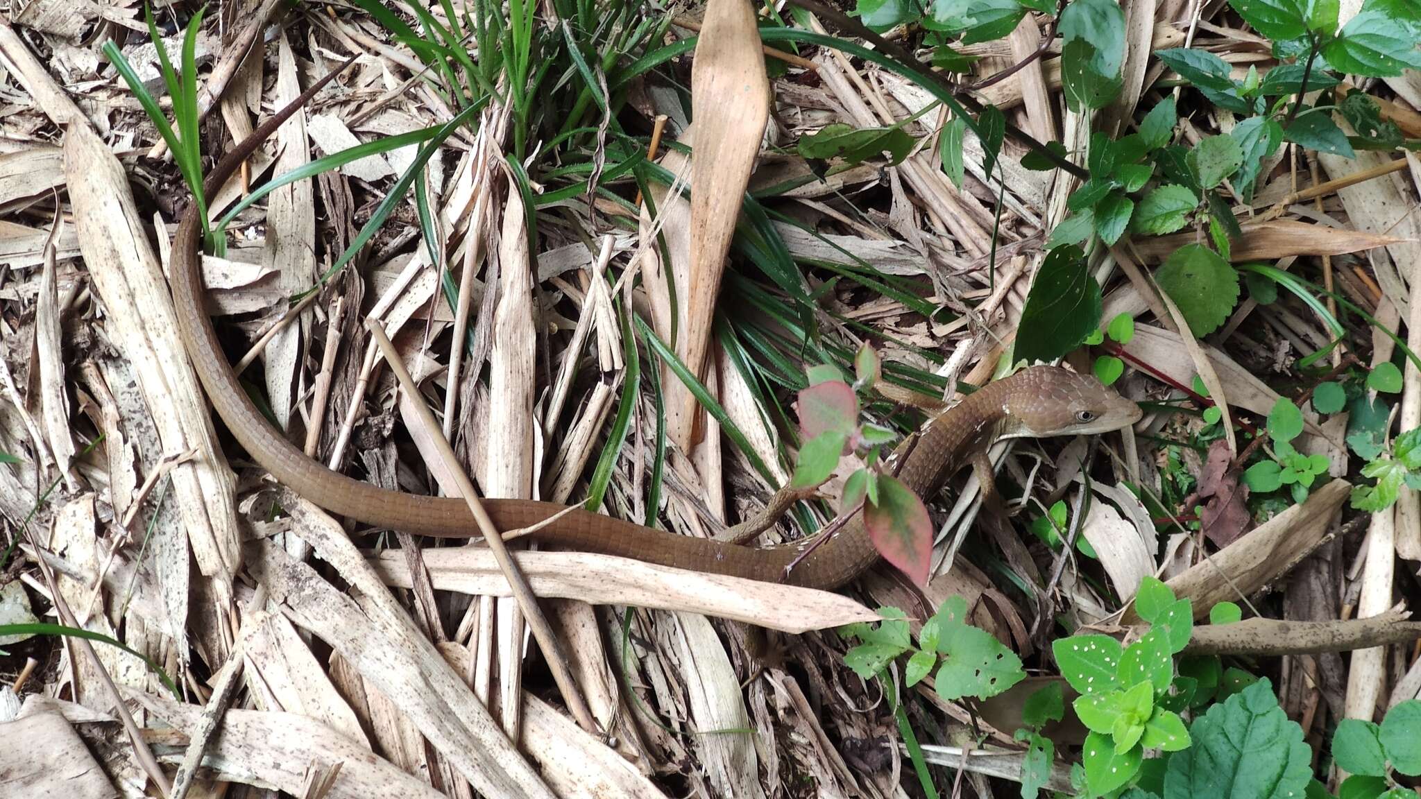 Image of Texas Alligator Lizard