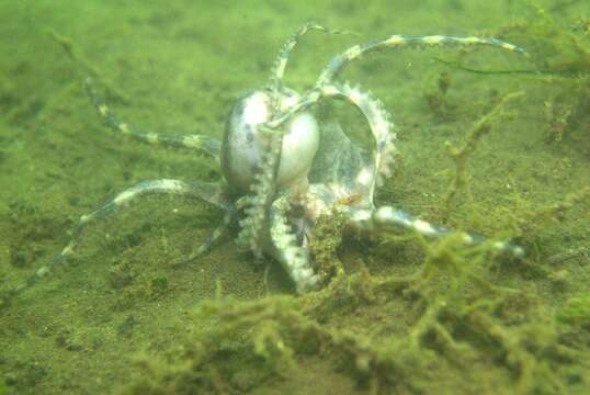 Image of Southern blue-ringed octopus