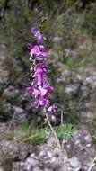 Image of Tephrosia betsileensis (R. Vig.) Du Puy & Labat