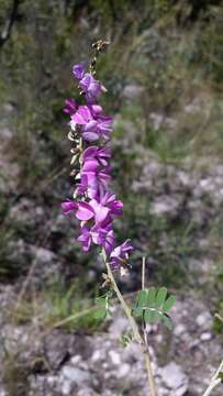 Слика од Tephrosia betsileensis (R. Vig.) Du Puy & Labat