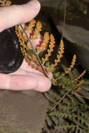 Image of Pleopeltis murora (Hook.) A. R. Sm. & Tejero