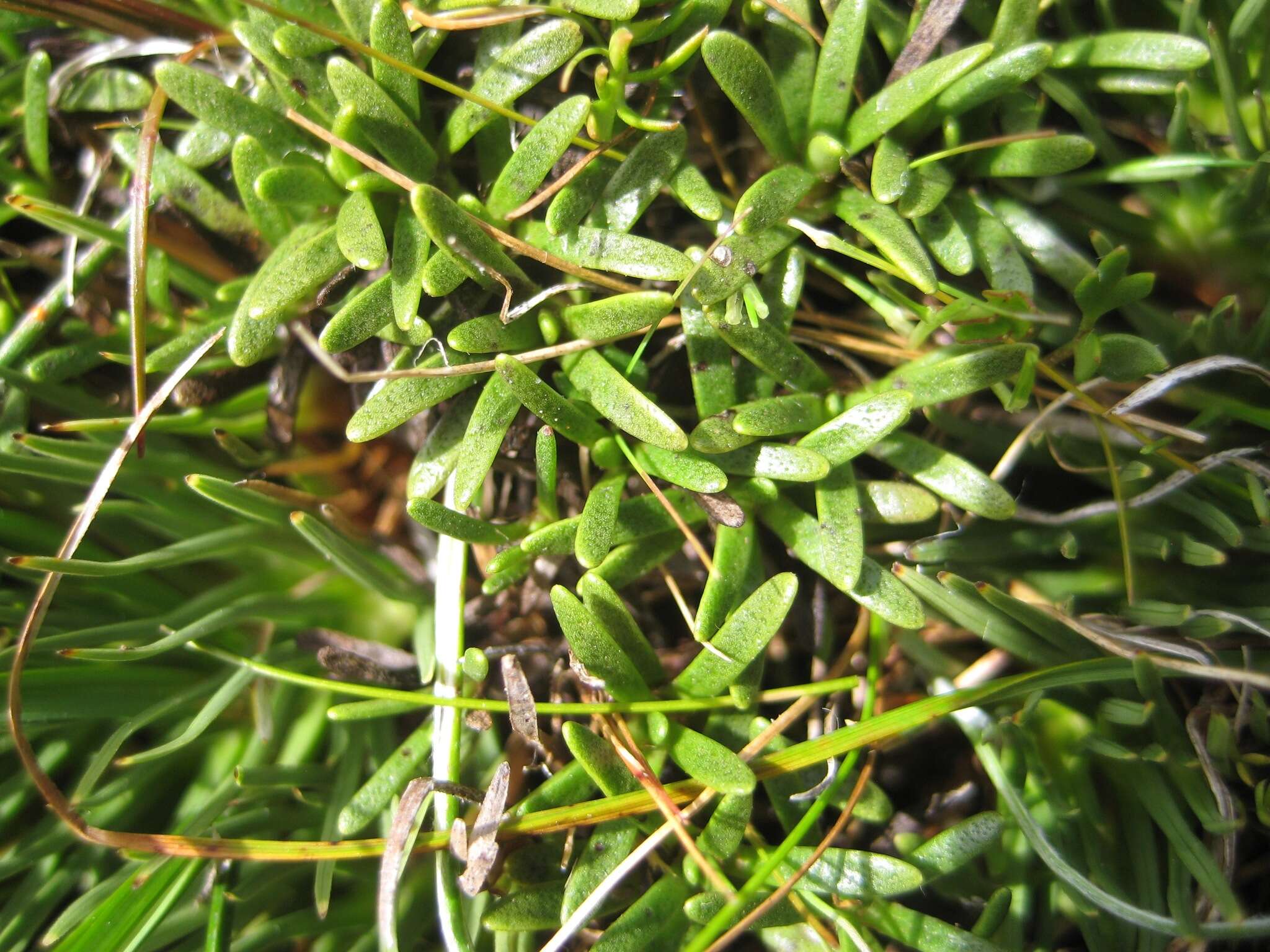 Image of Abrotanella caespitosa Petrie ex T. Kirk