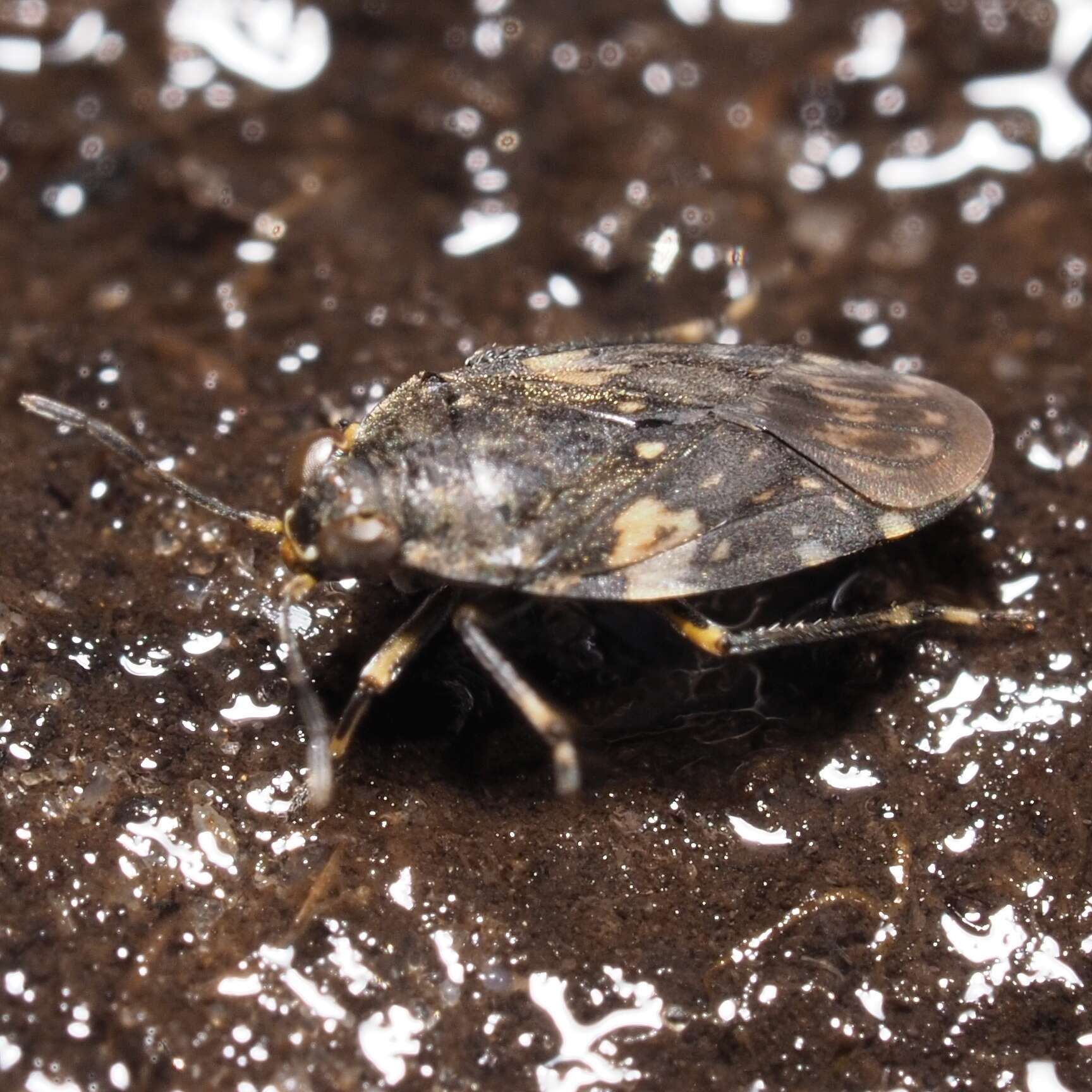 Image of Saldula arenicola (Scholtz 1847)