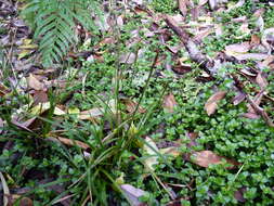 Image of Carex firmula (Kük.) J. R. Starr