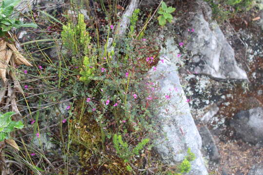 Image of Indigofera sarmentosa L. fil.