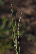 Image of Eragrostis amurensis Prob.