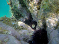 Image of Black Sea urchin