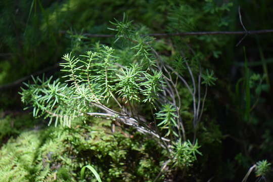 Image of Sedum bourgaei Hemsl.