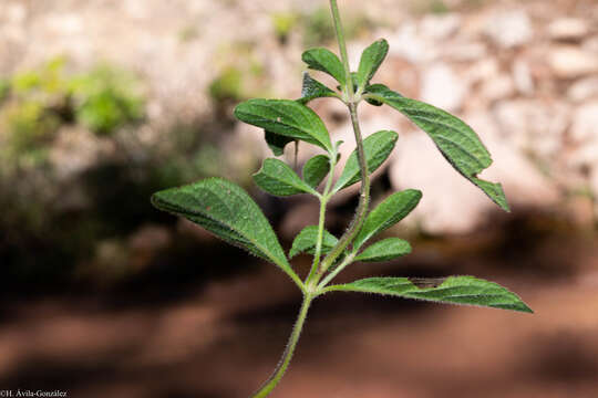 Image of Salvia prunifolia Fernald