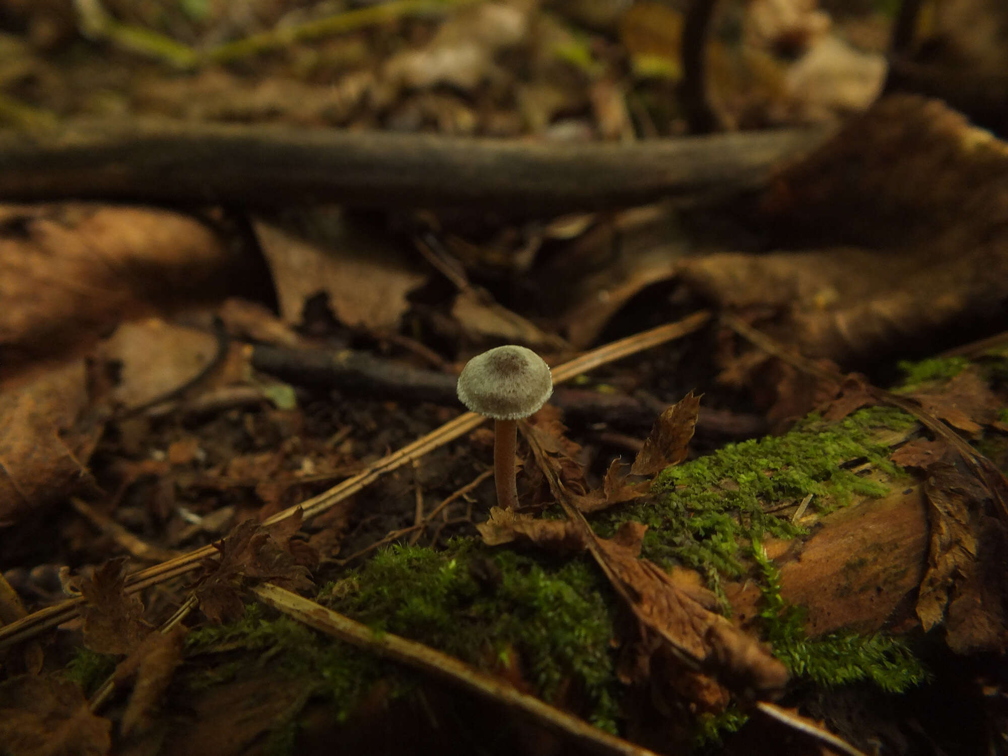 Inocybe petiginosa (Fr.) Gillet 1876 resmi