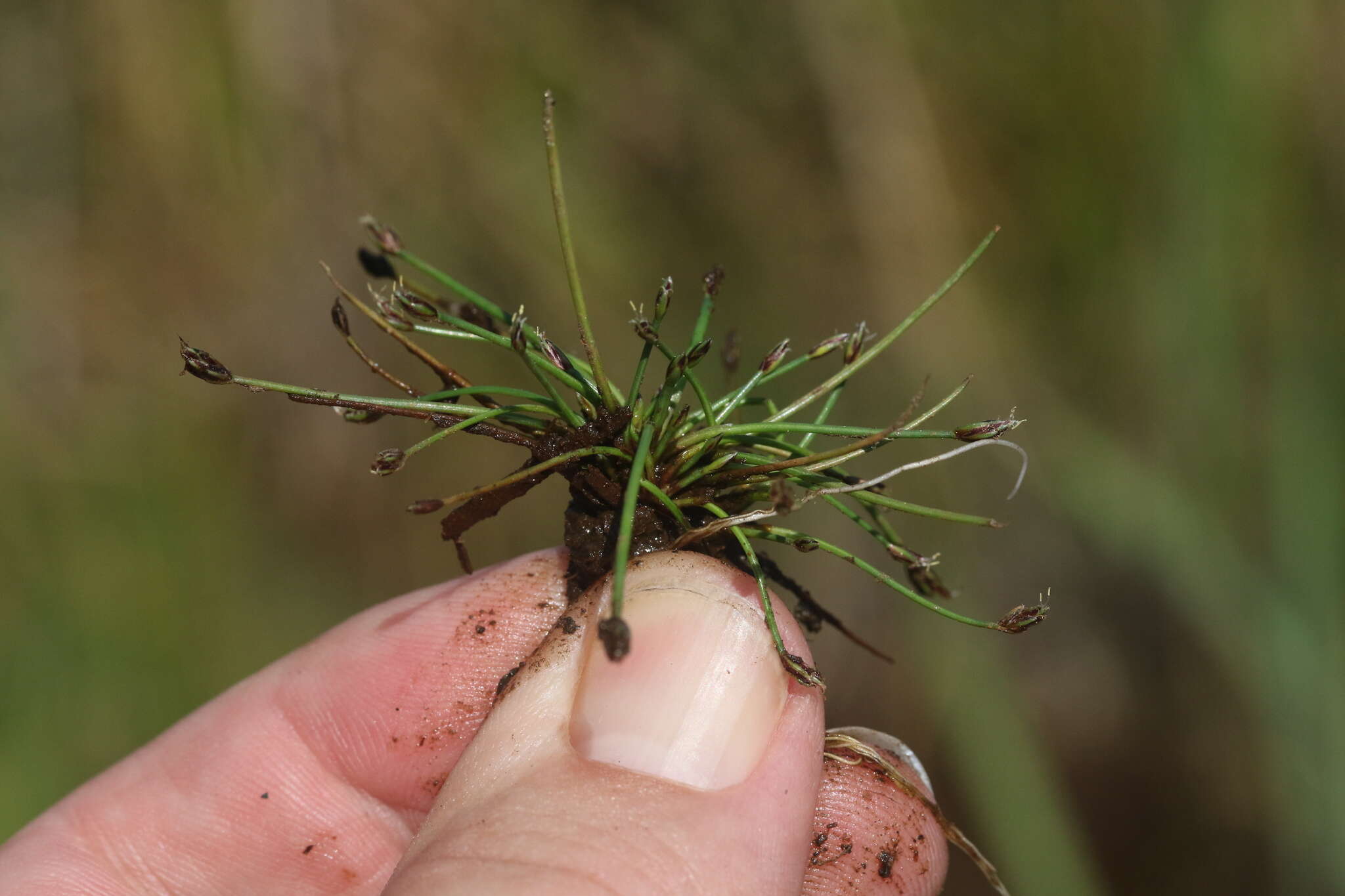 Eleocharis flavescens (Poir.) Urb.的圖片