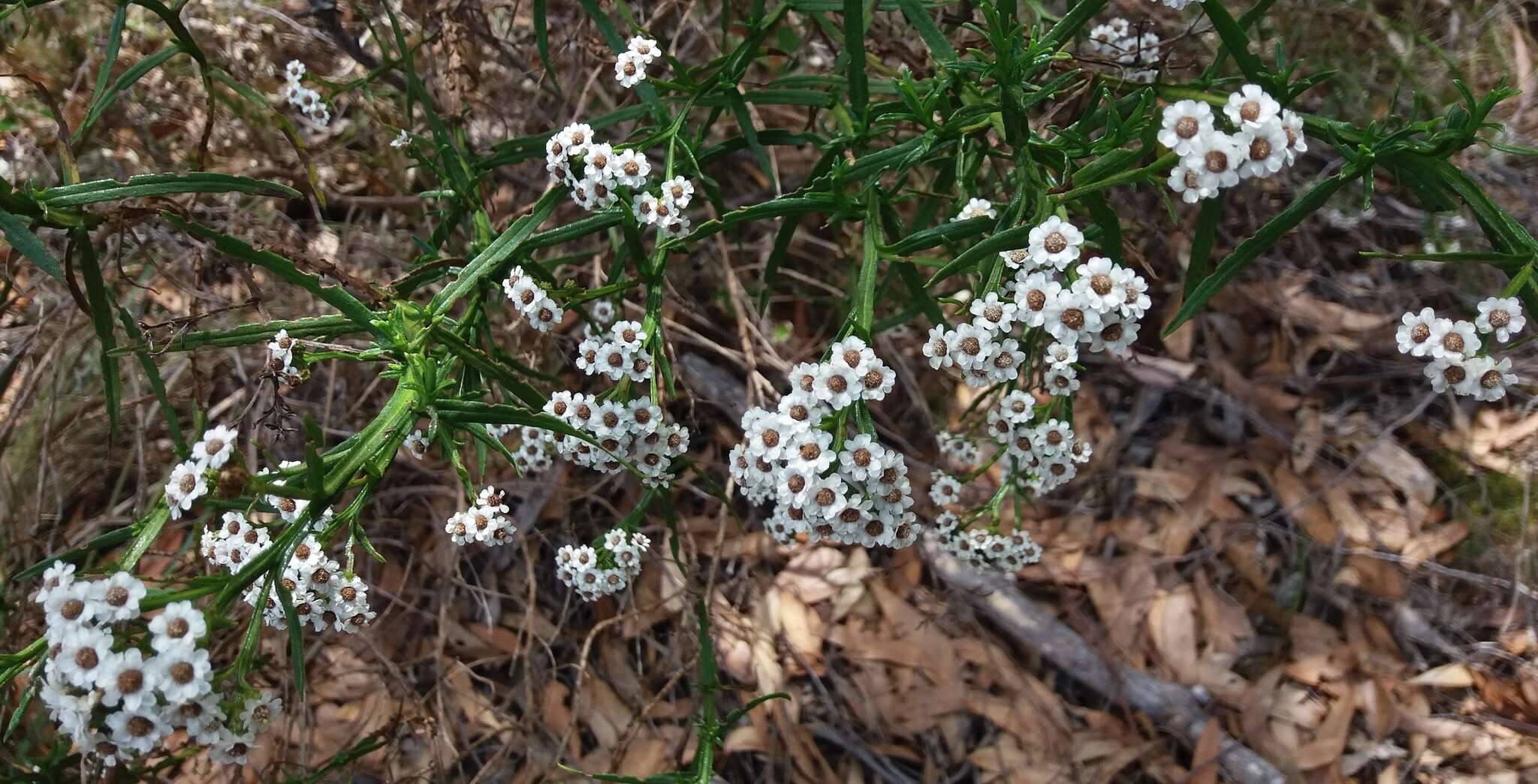 Image of Ixodia achillaeoides subsp. alata