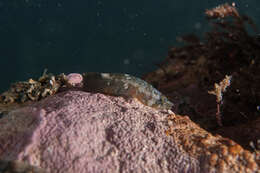 Image of Striped clingfish