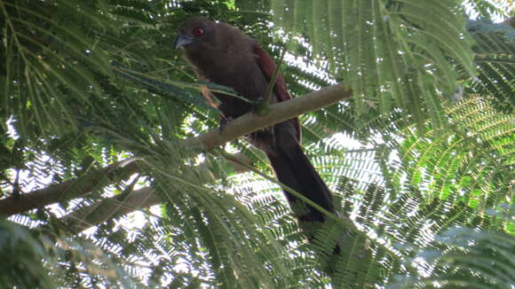 Image of Andaman Coucal