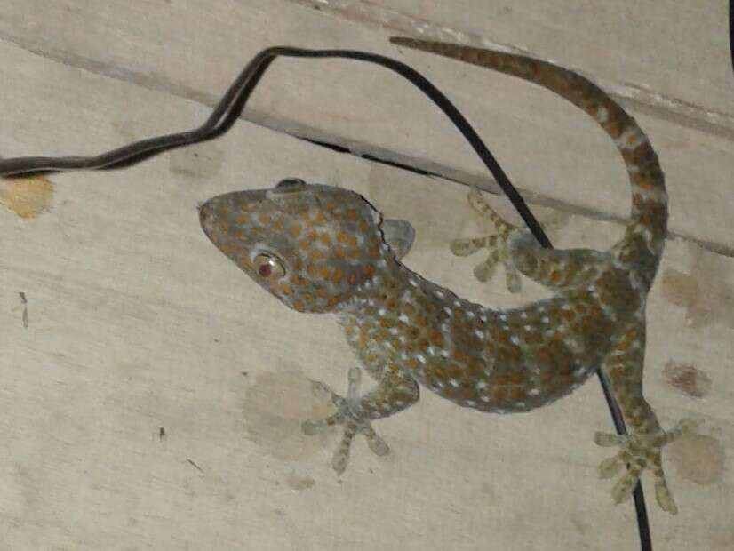 Imagem de Gekko gecko gecko (Linnaeus 1758)