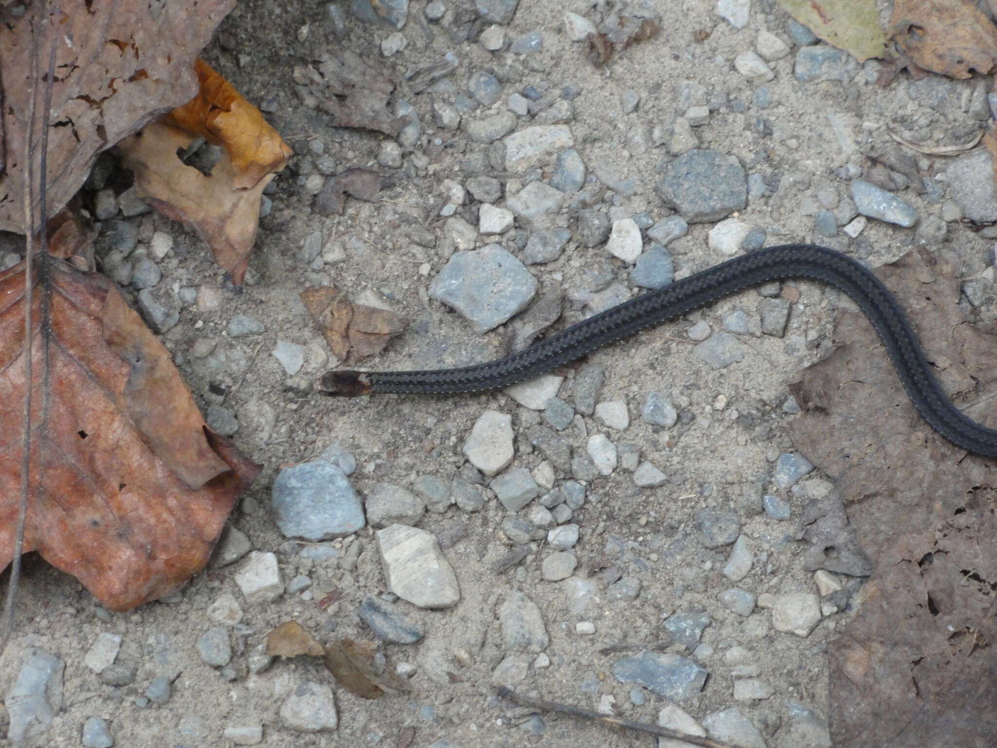 Image of Red-bellied Snake