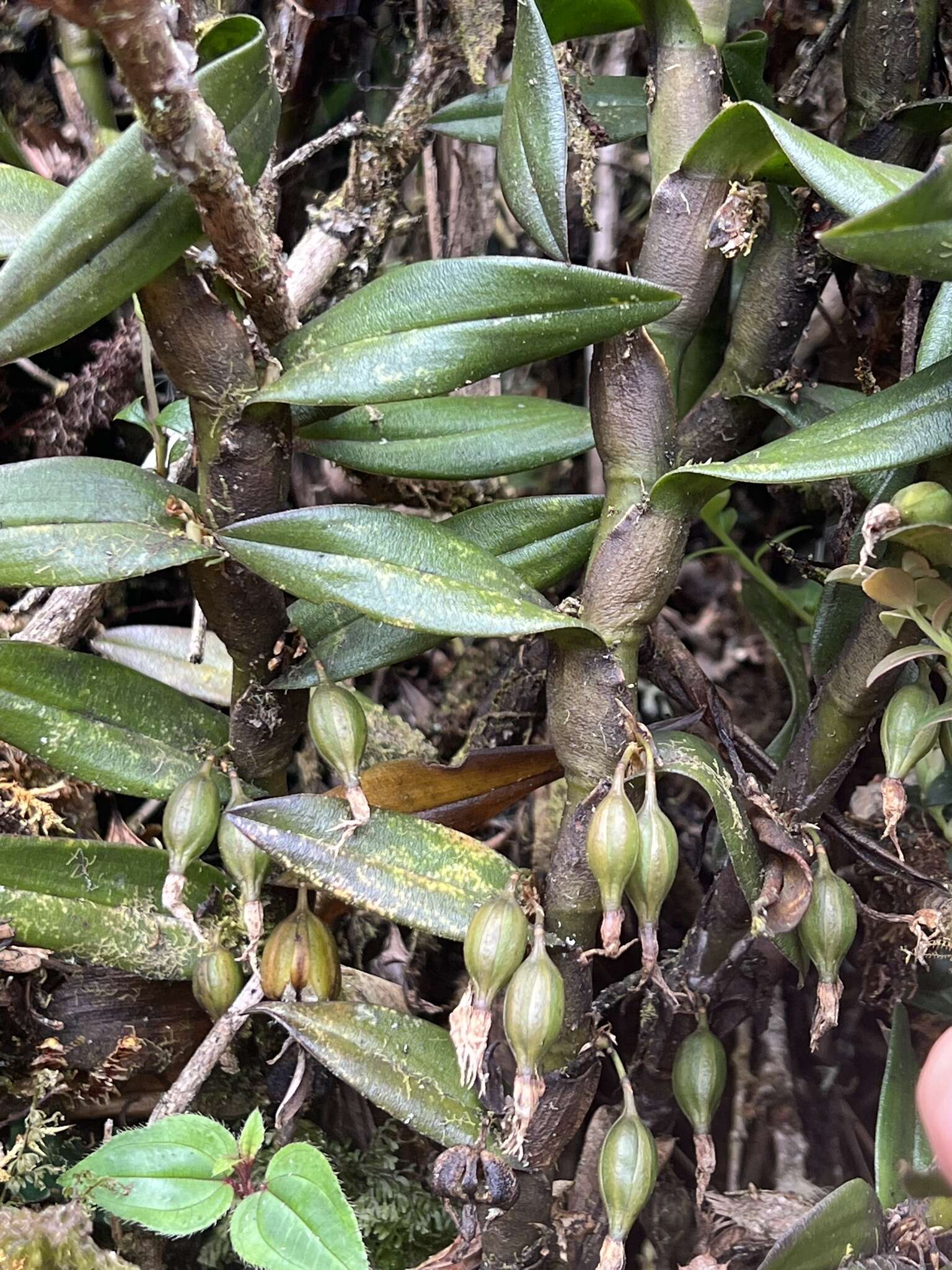 Image of Epidendrum ardens Kraenzl.