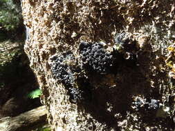 Image of Annulohypoxylon hians (Berk. & Cooke) Y. M. Ju, J. D. Rogers & H. M. Hsieh 2005