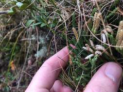 Image of Alpine Creeping-Cedar