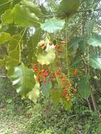 Image of Florida poisontree