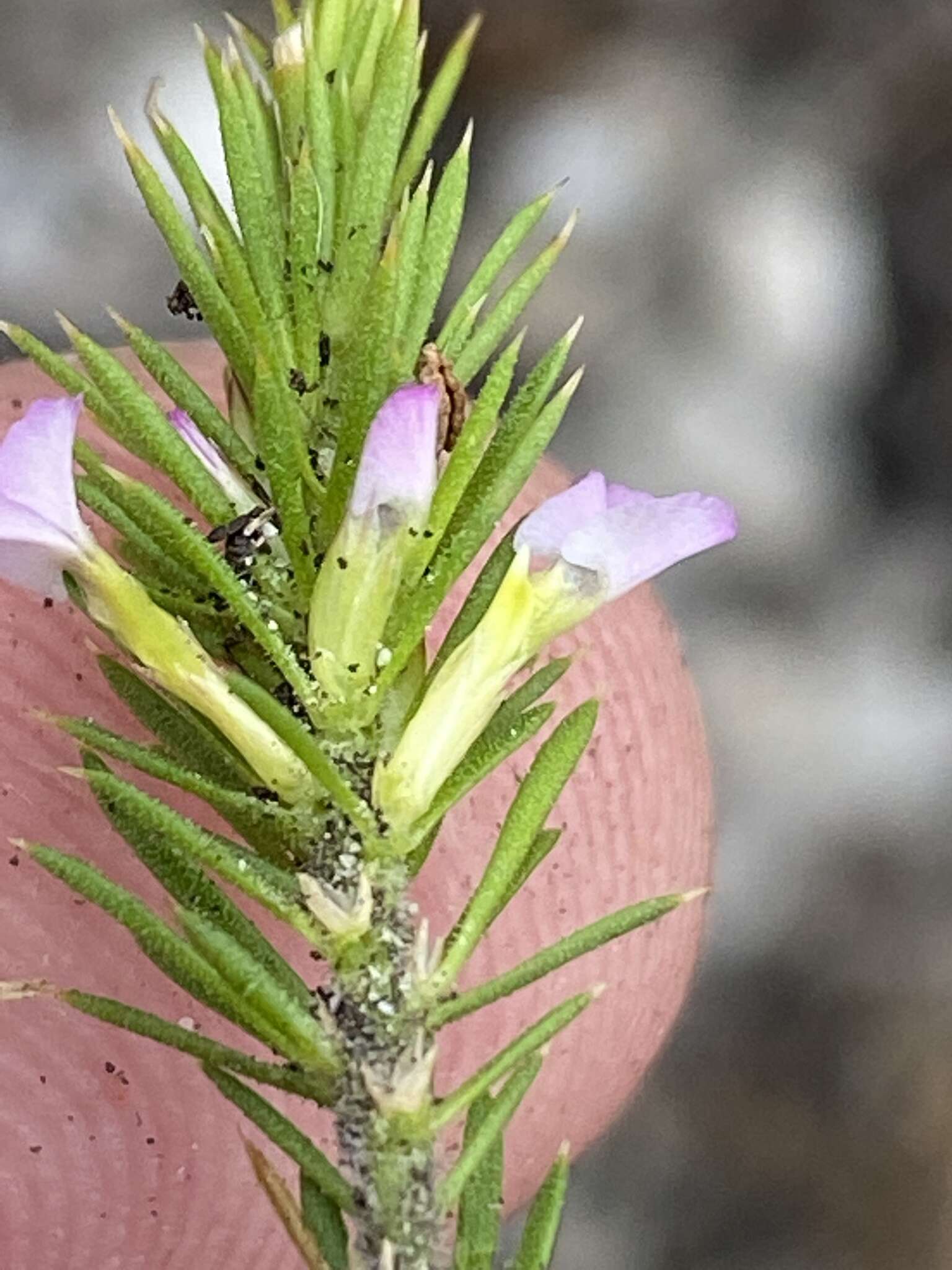 Image of Muraltia acerosa Harv.