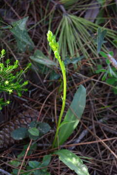 صورة Platanthera algeriensis Batt. & Trab.