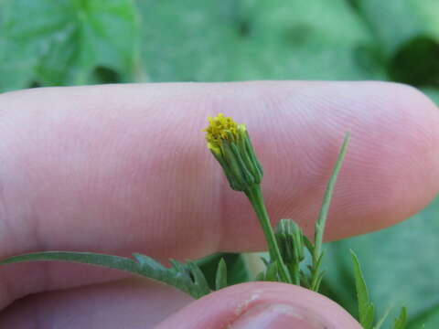 Bidens leptocephala Sherff的圖片