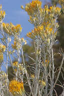 Image of Ericameria nauseosa var. hololeuca (A. Gray) G. L. Nesom & G. I. Baird