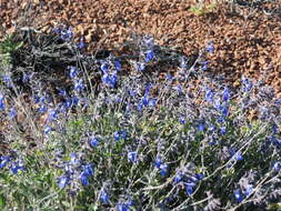 Imagem de Salvia cedrosensis Greene