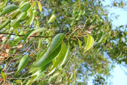 Image of Damburneya salicifolia (Kunth) Trofimov & Rohwer