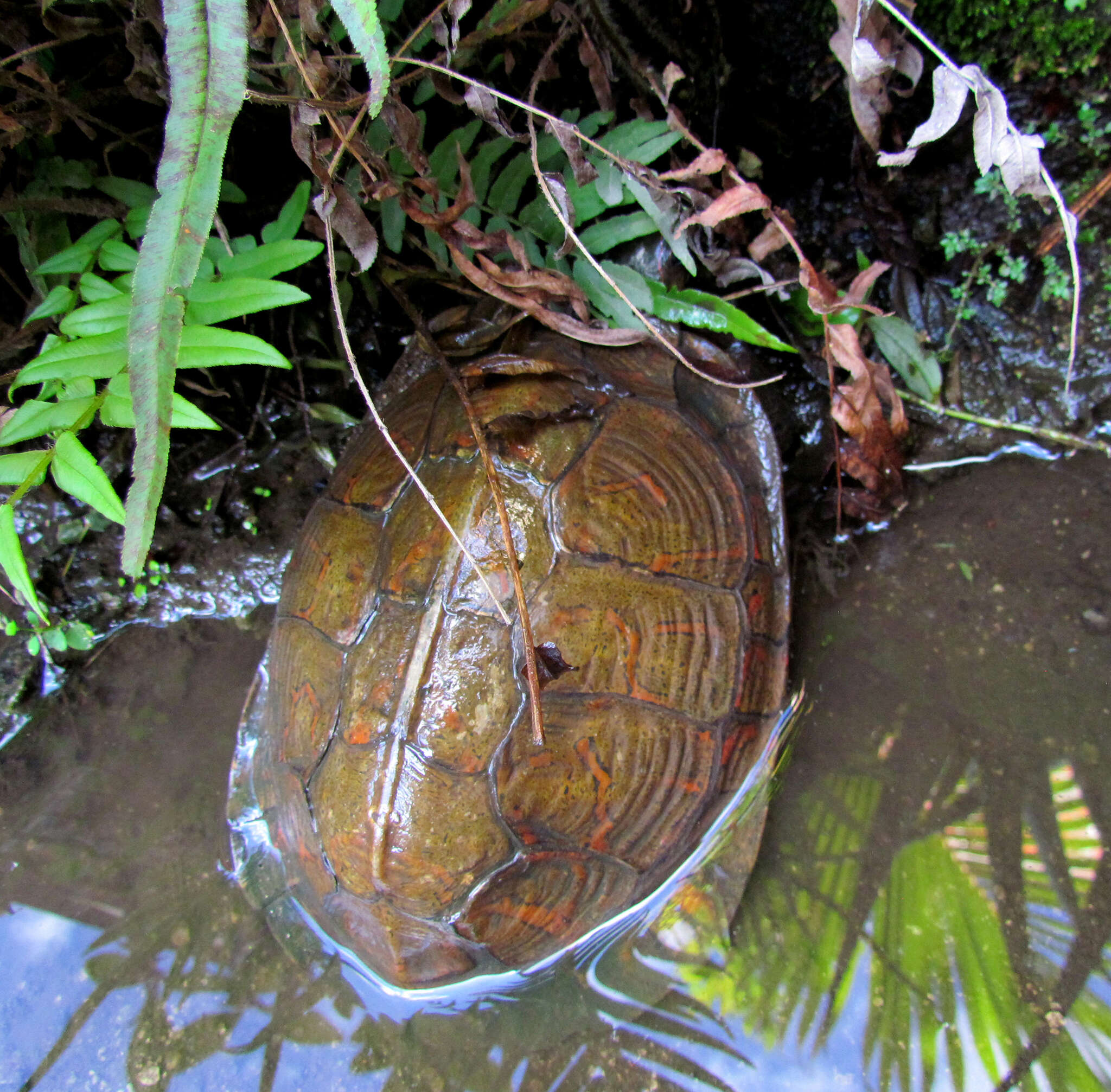 Image of Rhinoclemmys pulcherrima manni (Dunn 1930)