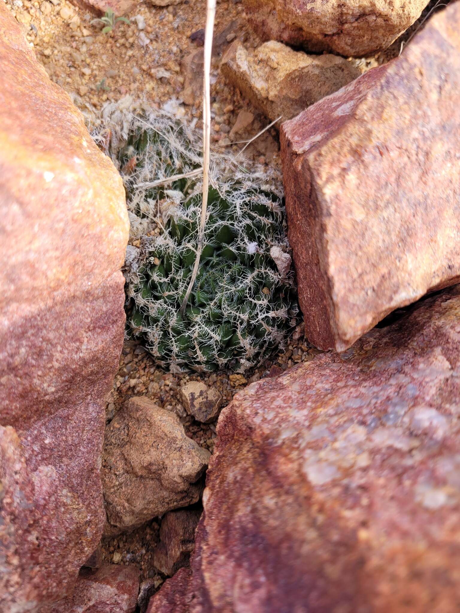Image of Haworthia arachnoidea var. namaquensis M. B. Bayer