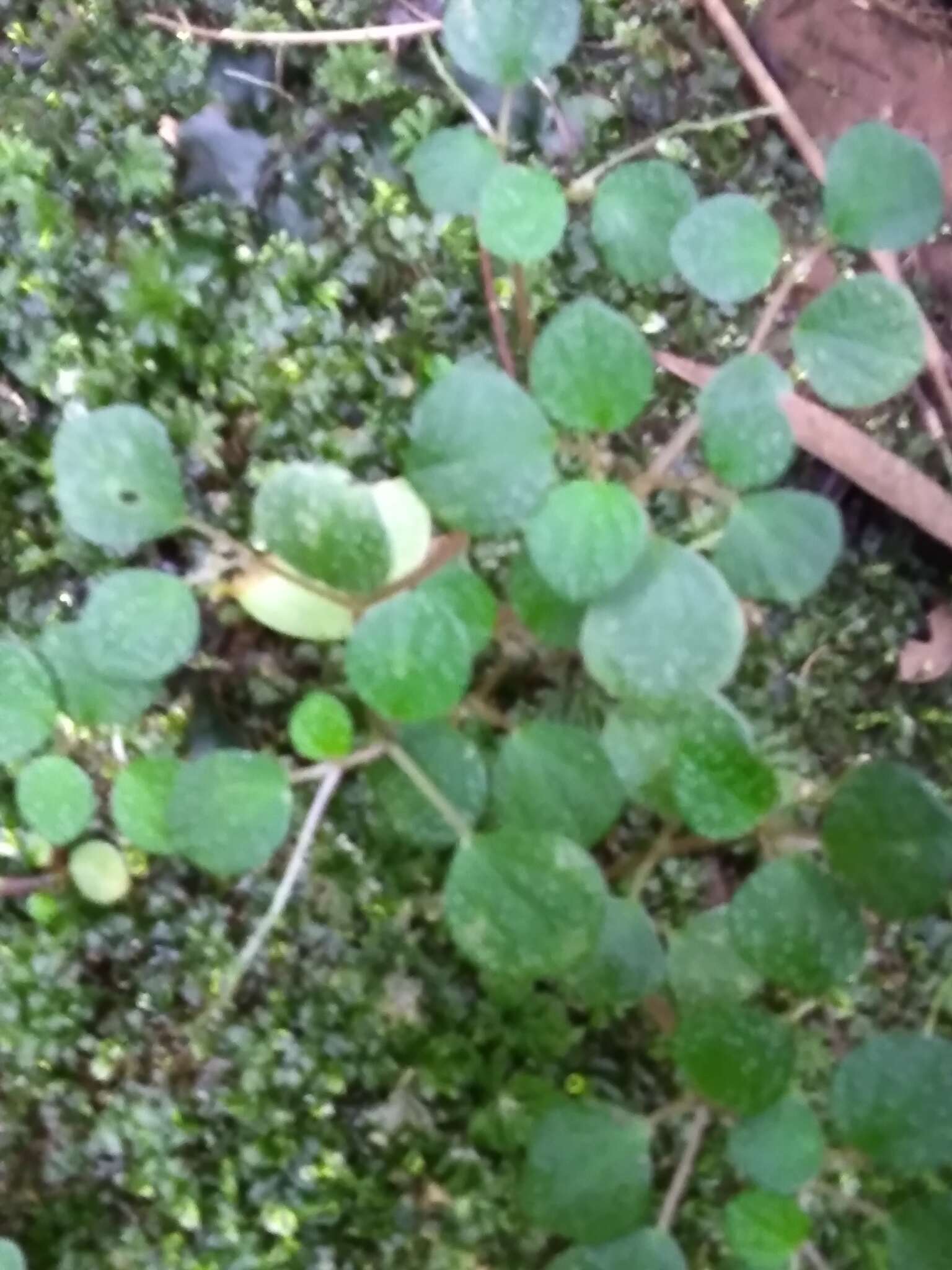 صورة Peperomia hispidula var. sellowiana (Miq.) Dahlst.