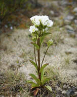 صورة Gentianella corymbifera (T. Kirk) Holub