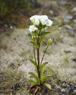 Image of Gentianella corymbifera (T. Kirk) Holub