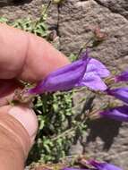 Image of timberline beardtongue