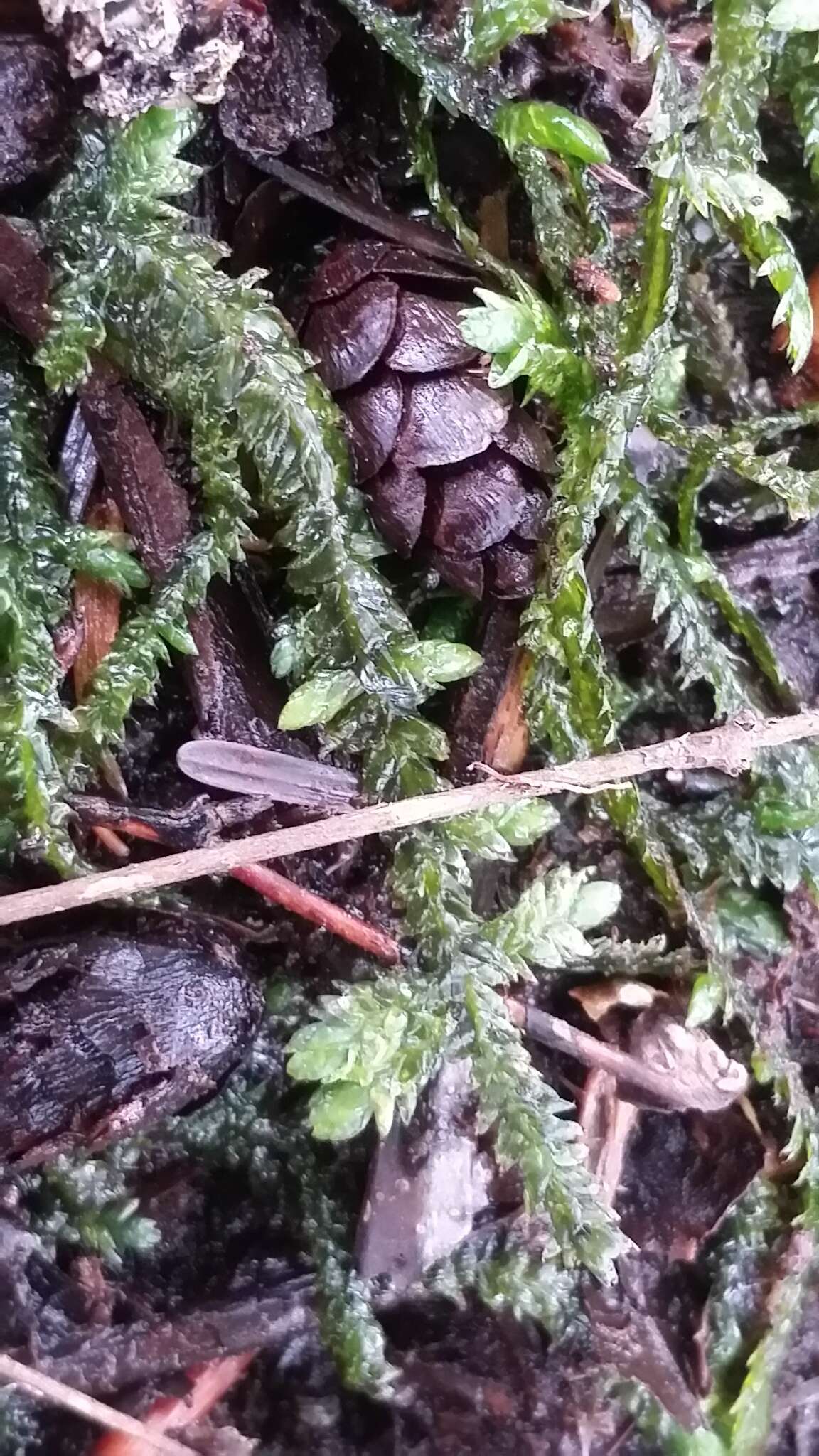 Image of waved silk-moss