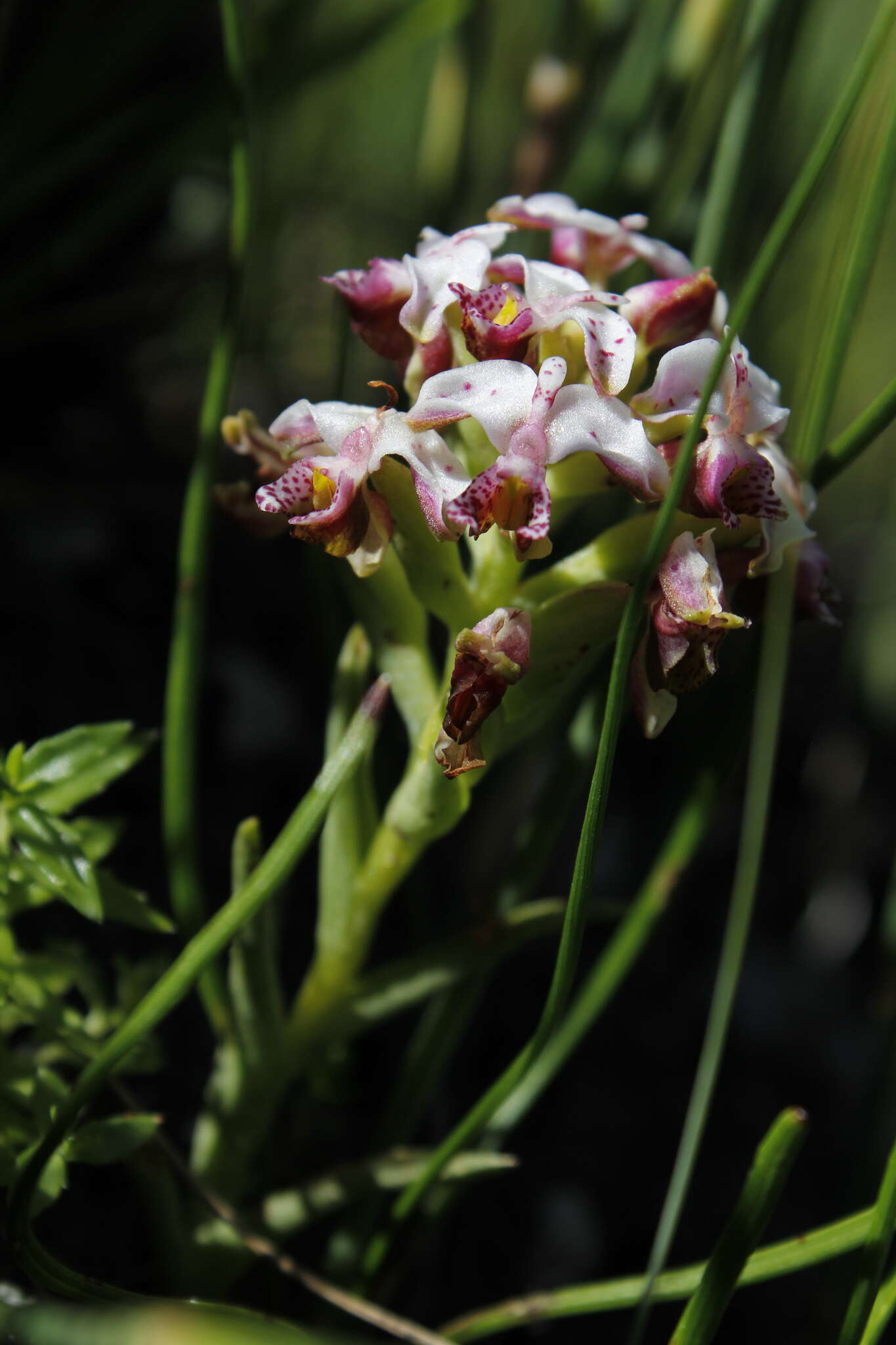 Image of Disa begleyi L. Bolus