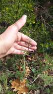 Image of wandering vetch