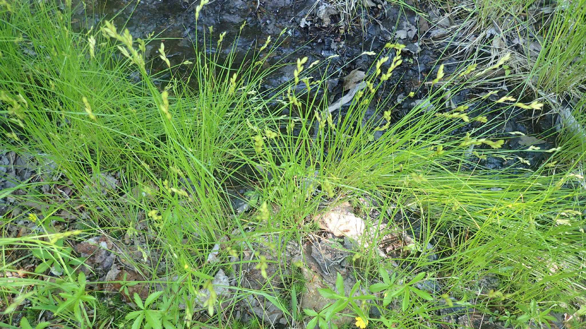 Image of broom sedge