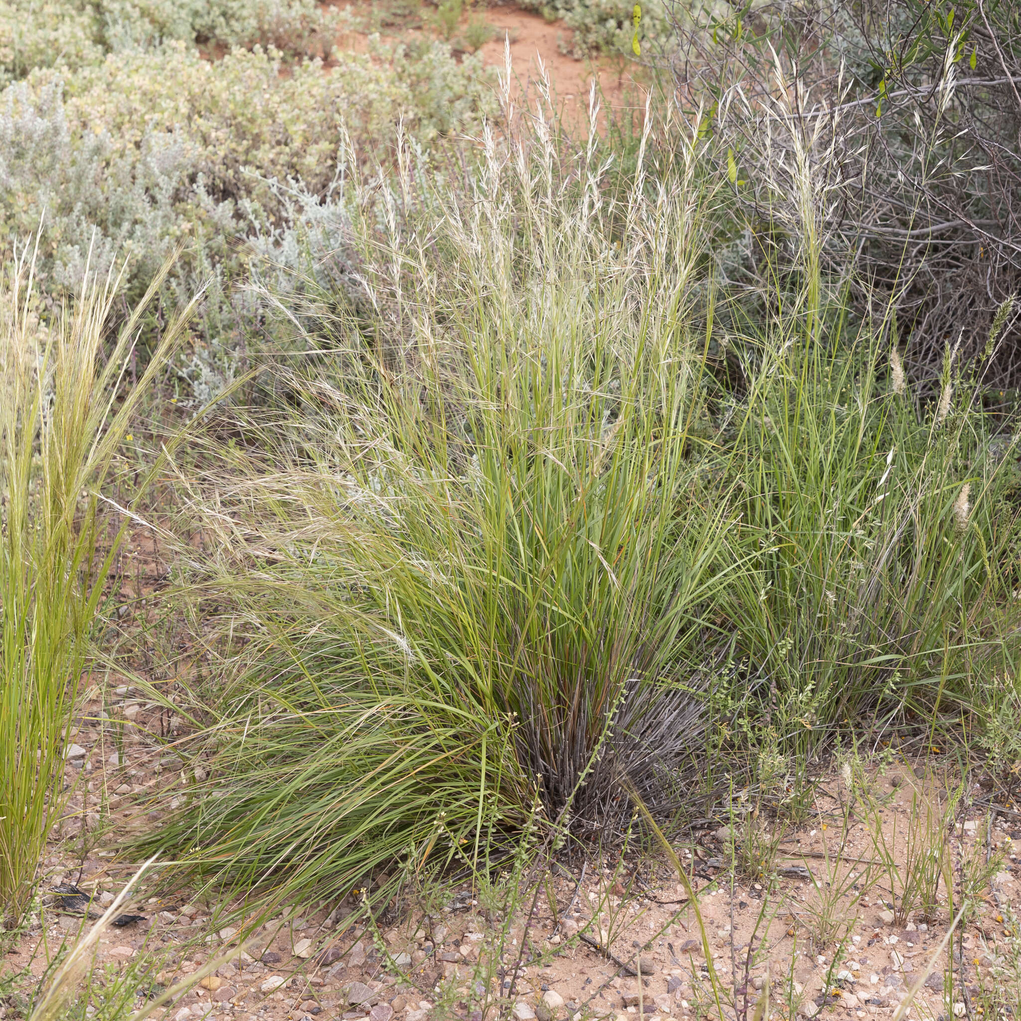 Image of Austrostipa eremophila (Reader) S. W. L. Jacobs & J. Everett