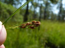 Image de Rhynchospora torreyana A. Gray