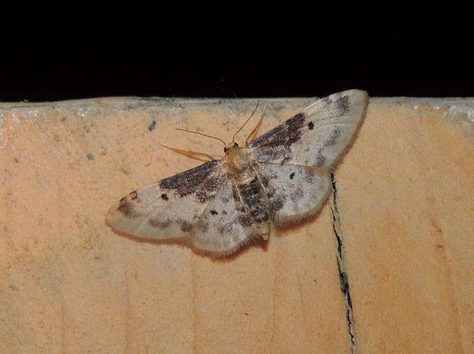 Image of Idaea filicata Hübner 1798