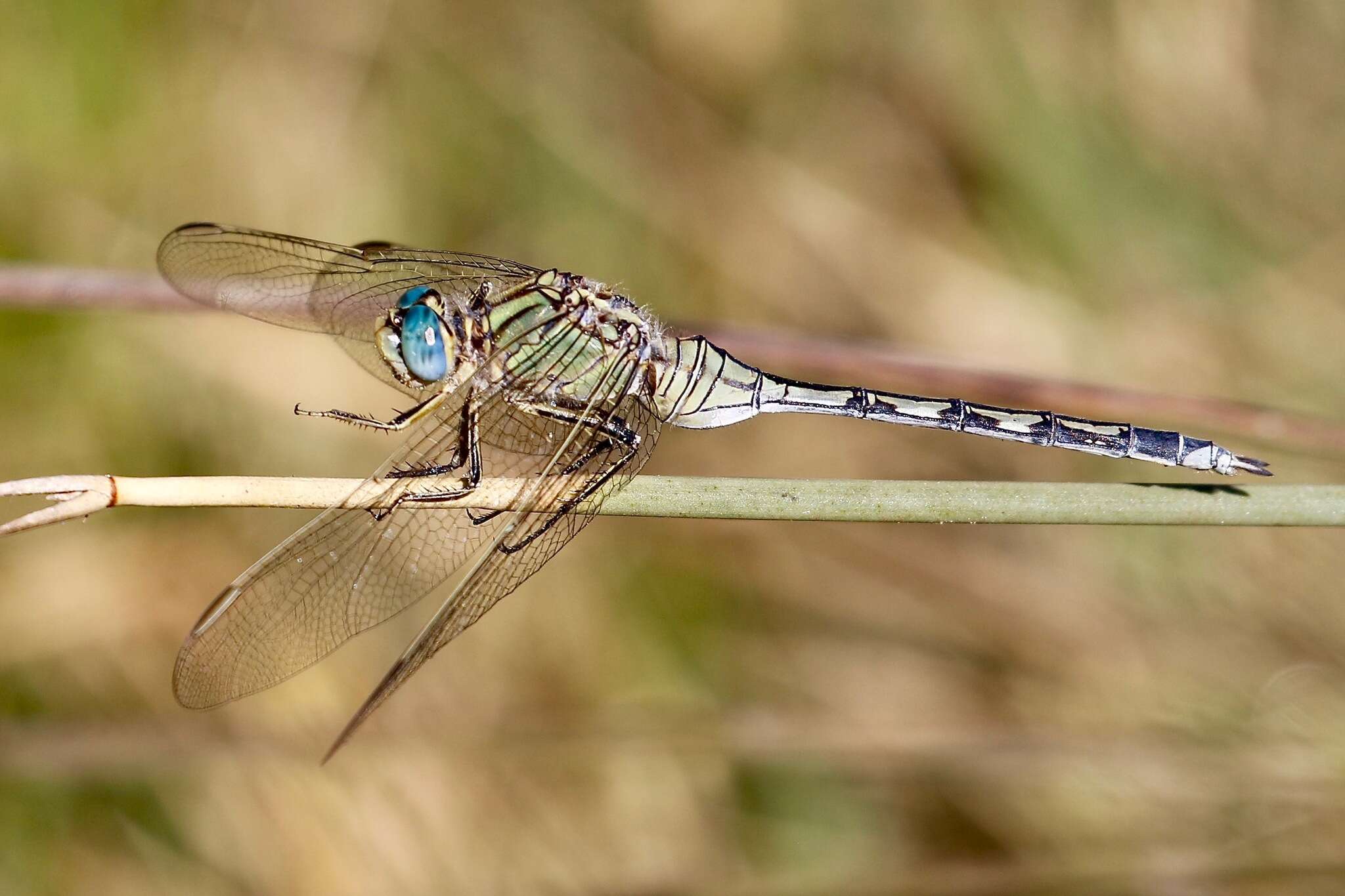 Image of Long Skimmer